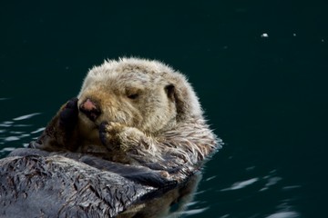 Sleepy Sea Otter floating around the harbor