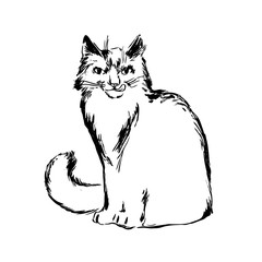 Hand drawn cat sketch illustration. Vector black ink drawing isolated on white background. Grunge style
