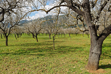 Mandelbäume in voller Blüte, Mallorca, Spanien