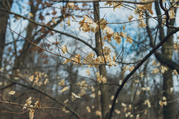 white leaves on a tree in winter
