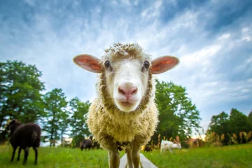 Fototapeten Sheep looking at the camera © Grispb