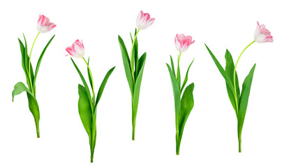 collection of tulip flowers isolated on white background with saved clipping path included