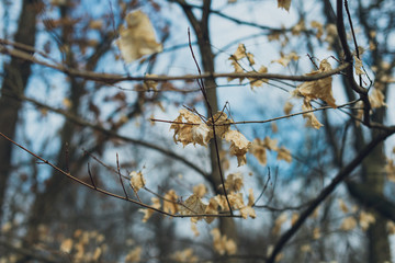 white leaves on a tree in winter