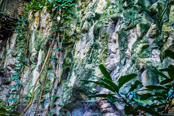 The stone rock in the tropical forest with wild green plants in the warm summer afternoon. Nature. Landscape. Beautiful view.