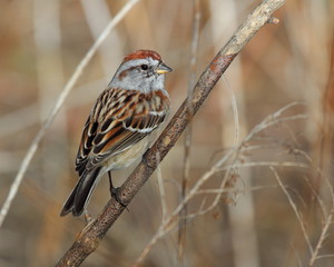 American Tree Sparrow