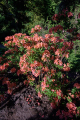 rhododendron bush during blossoming