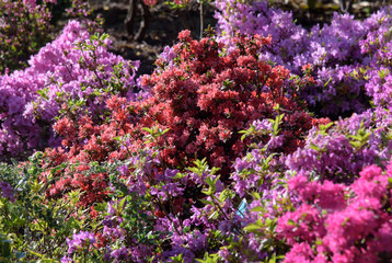 Obraz premium rhododendron bush during blossoming