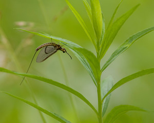 Mayfly on leaf