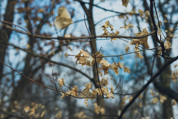 white leaves on a tree in winter