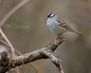 bird on a branch