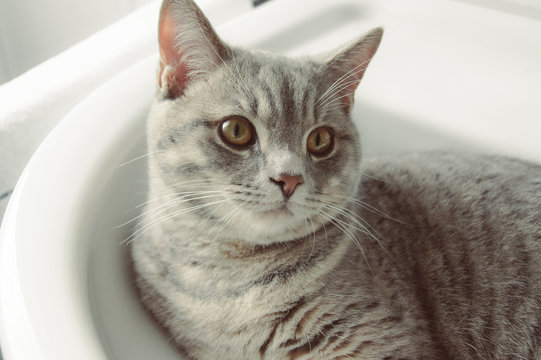 Katze Hauskatze grau getigert Kater liegend mit wei&szlig;en Hintergrund schauend Augen auf