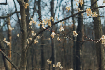 white leaves on a tree in winter