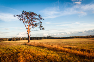 A lonely tree, with climbing steps for hunters, stands in the middle of the field.