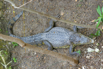 American Crocodile
