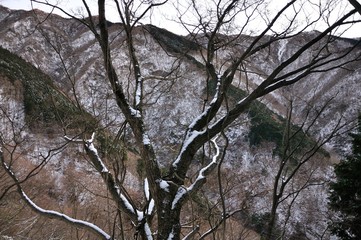 初冬の森に積もる雪