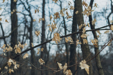 white leaves on a tree in winter
