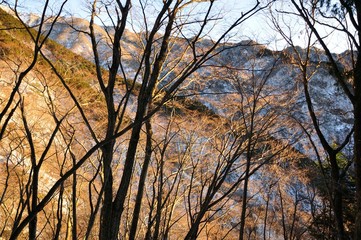 森の外は朝焼け