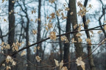 white leaves on a tree in winter