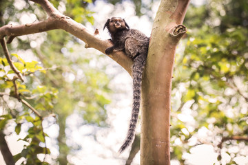 Sagui monkey (Mico Estrela) in the wild in Rio de Janeiro, Brazil