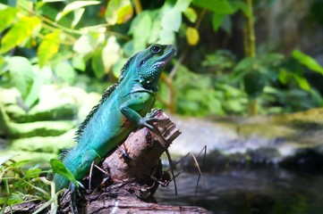 iguana in the rainforest