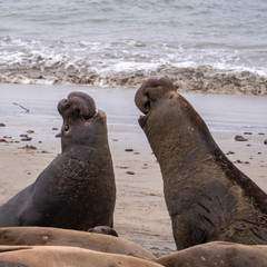 Two Northern Elephant Seal bulls (Mirounga angustirostris) fight for dominance and breeding rights during mating season at Ano Nuevo State Park, in Pescadero, California. They grunt, shove and bite.