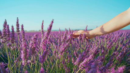 CLOSE UP: Hand touching lavender flowers in big purple field