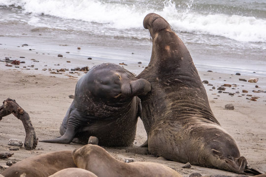 Two Northern Elephant Seal bulls (Mirounga angustirostris) fight for dominance and breeding rights during mating season at Ano Nuevo State Park, in Pescadero, California. They grunt, shove and bite.