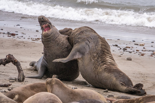Two Northern Elephant Seal bulls (Mirounga angustirostris) fight for dominance and breeding rights during mating season at Ano Nuevo State Park, in Pescadero, California. They grunt, shove and bite.