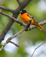 Oriole