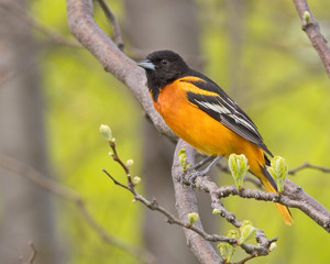 Fototapeta premium Oriole