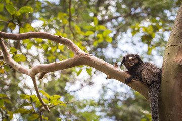 Sagui monkey (Mico Estrela) in the wild in Rio de Janeiro, Brazil