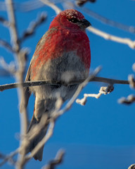 red bird on a branch