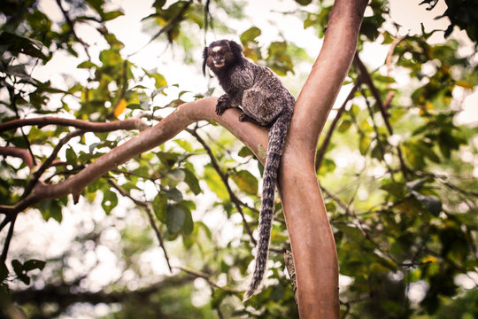 Sagui Monkey In The Wild Rio De Janeiro Brazil Stock Photo