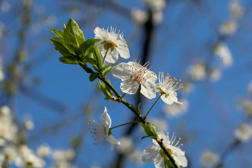White spring flowers on blue sky background.