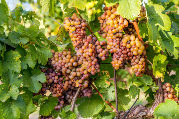 Wine grapes before harvest