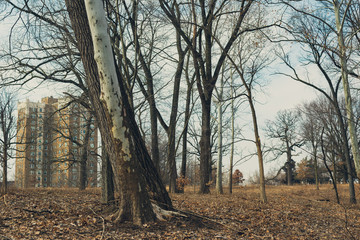 trees in the winter and gothic revival architecture