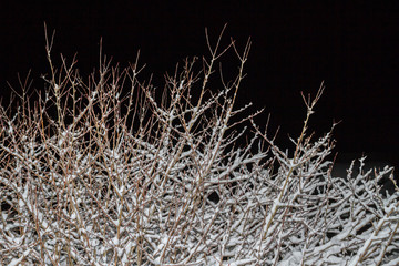 Wood Bush in the winter night in the snow