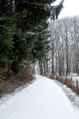 Obraz premium Dirt road covered with snow surrounded by reddish trees by autumn. Winter landscape.