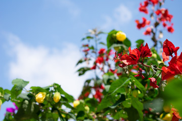 flores rojas