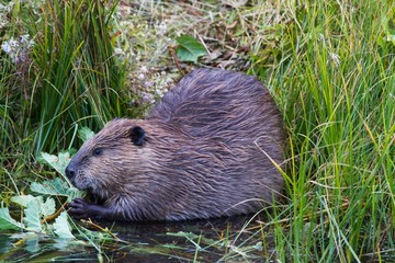 Kanadischer Biber 17