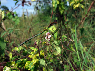 Acercamiento a las flores de una leguminosa silvestre.