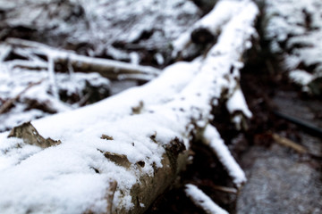 Branches and leaves on the ground of a snow-covered forest, with a river running down the middle.