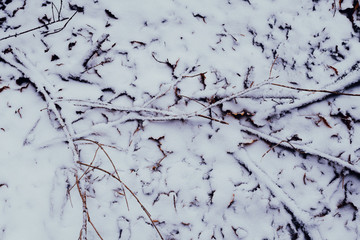 Soil and bottom of a forest covered with snowy leaves and branches