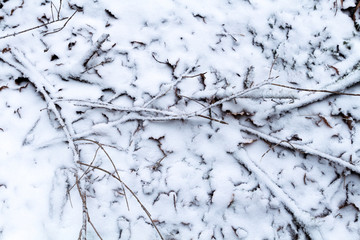 Soil and bottom of a forest covered with snowy leaves and branches