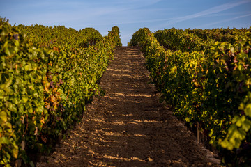 Fototapeta na wymiar Rows of vines on the hill