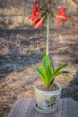 A lily flower, planted in a pot, is ready for transplanting into the open ground.