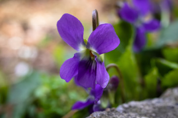 Fototapeta na wymiar Macro photography of wild sweet violet flower or viola odorata in the forest