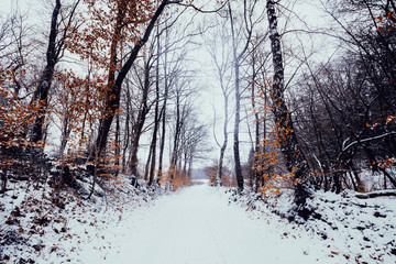 Dirt road covered with snow surrounded by reddish trees by autumn. Winter landscape.