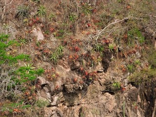 Una pared rocosa llena de bromelias