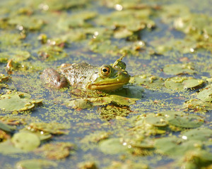 frog in pond